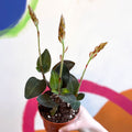 Jewel Orchid - Ludisia discolor ‘Green Velvet’ - Sprouts of Bristol