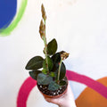 Jewel Orchid - Ludisia discolor ‘Green Velvet’ - Sprouts of Bristol