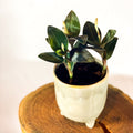 Jewel Orchid - Ludisia discolor Var. Nigrescens ‘Ambrosia’ - Sprouts of Bristol