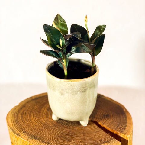 Jewel Orchid - Ludisia discolor Var. Nigrescens ‘Ambrosia’ - Sprouts of Bristol
