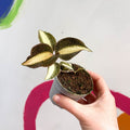 Jewel Orchid - Macodes petola 'Pearl' - Sprouts of Bristol
