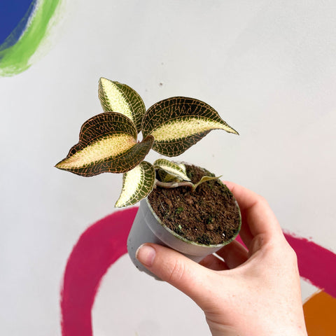 Jewel Orchid - Macodes petola 'Pearl' - Sprouts of Bristol