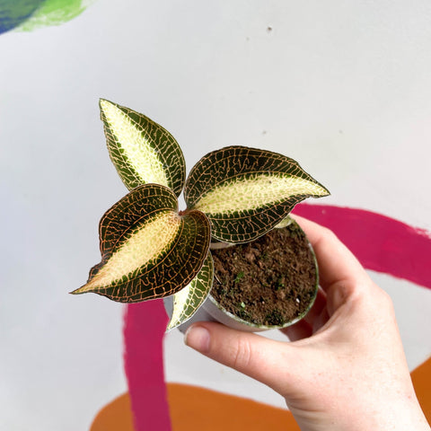 Jewel Orchid - Macodes petola 'Pearl' - Sprouts of Bristol