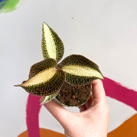 Jewel Orchid - Macodes petola 'Pearl' - Sprouts of Bristol