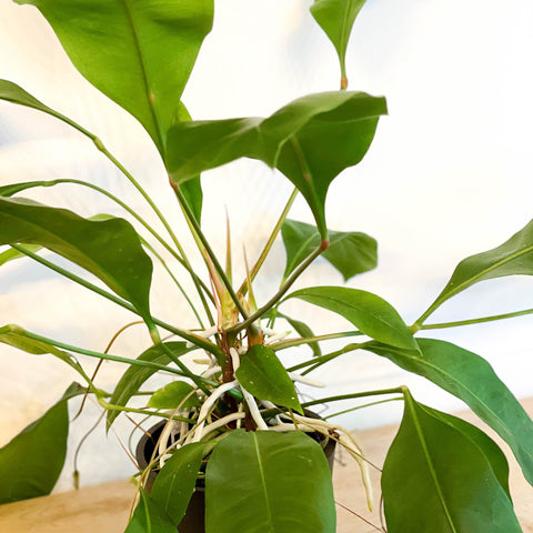 Jungle King - Anthurium ellipticum - Sprouts of Bristol