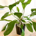 Jungle King - Anthurium ellipticum - Sprouts of Bristol