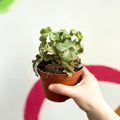 Kalanchoe beharensis 'Maltese Cross' - Sprouts of Bristol