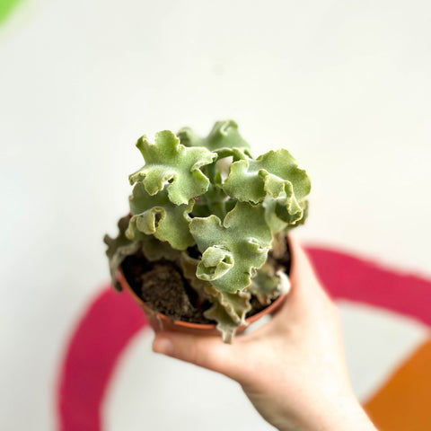 Kalanchoe beharensis 'Maltese Cross' - Sprouts of Bristol