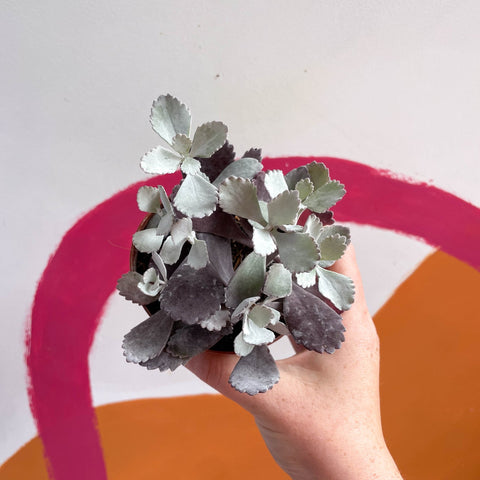 Kalanchoe pumila - Sprouts of Bristol