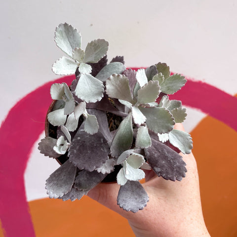 Kalanchoe pumila - Sprouts of Bristol