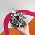 Kalanchoe pumila - Sprouts of Bristol