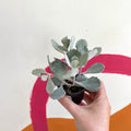 Kalanchoe pumila - Welsh Grown - Sprouts of Bristol