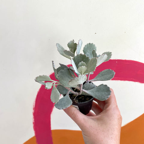 Kalanchoe pumila - Welsh Grown - Sprouts of Bristol