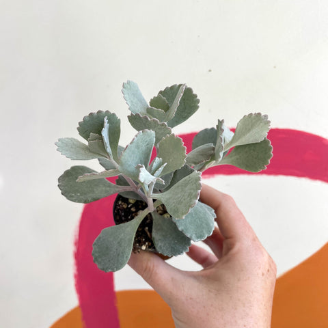 Kalanchoe pumila - Welsh Grown - Sprouts of Bristol