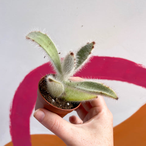 Kalanchoe vilosa - Sprouts of Bristol
