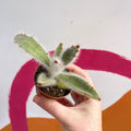 Kalanchoe vilosa - Sprouts of Bristol