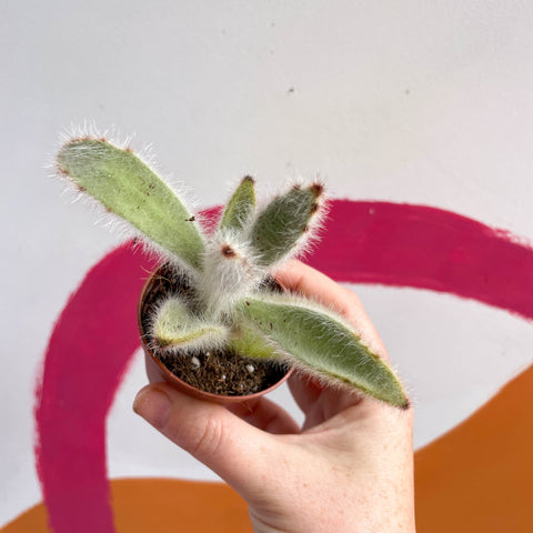 Kalanchoe vilosa - Sprouts of Bristol