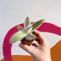 Kalanchoe vilosa - Sprouts of Bristol