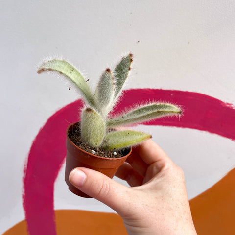 Kalanchoe vilosa - Sprouts of Bristol