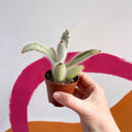 Kalanchoe vilosa - Sprouts of Bristol