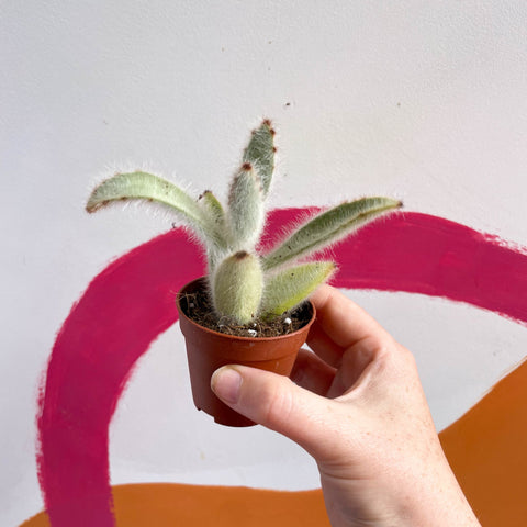 Kalanchoe vilosa - Sprouts of Bristol