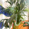Kentia Palm - Howea forsteriana - Sprouts of Bristol
