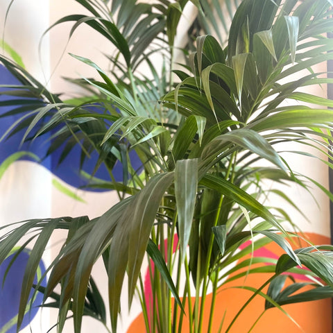 Kentia Palm - Howea forsteriana - Sprouts of Bristol