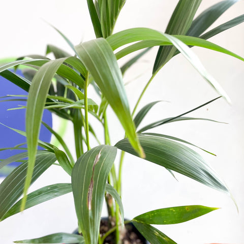 Kentia Palm - Howea forsteriana - Sprouts of Bristol