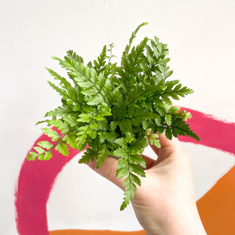 Korean Rock Fern - Polystichum tsussimense - Sprouts of Bristol