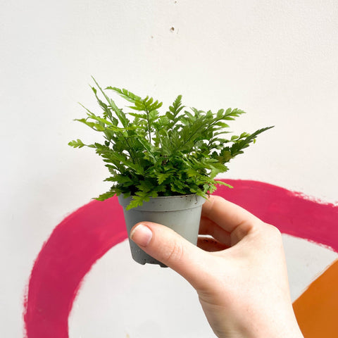 Korean Rock Fern - Polystichum tsussimense - Sprouts of Bristol
