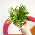 Korean Rock Fern - Polystichum tsussimense - Sprouts of Bristol