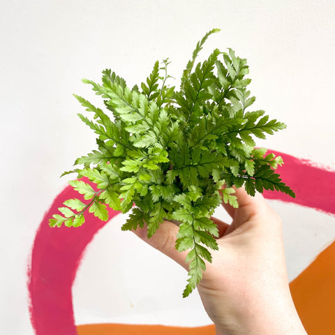 Korean Rock Fern - Polystichum tsussimense - Sprouts of Bristol