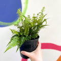 Korean Rock Fern - Polystichum tsussimense - British Grown - Hardy Evergreen Fern - Sprouts of Bristol