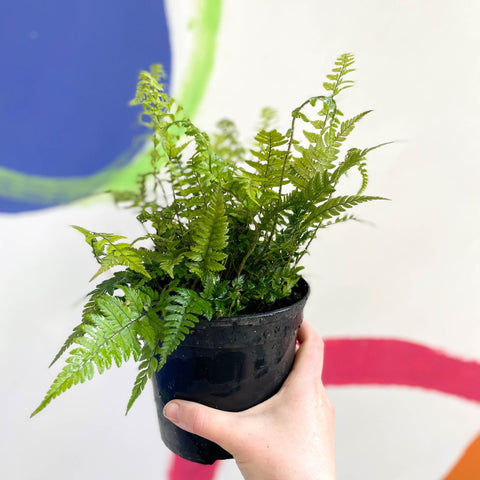 Korean Rock Fern - Polystichum tsussimense - British Grown - Hardy Evergreen Fern - Sprouts of Bristol