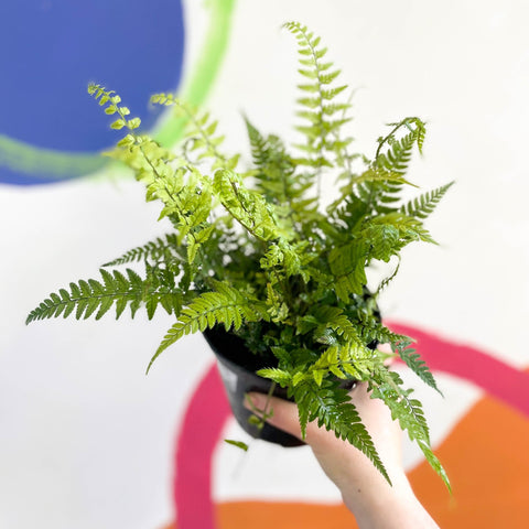 Korean Rock Fern - Polystichum tsussimense - British Grown - Hardy Evergreen Fern - Sprouts of Bristol
