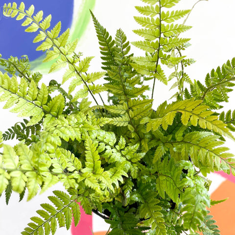Korean Rock Fern - Polystichum tsussimense - British Grown - Hardy Evergreen Fern - Sprouts of Bristol