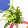 Korean Rock Fern - Polystichum tsussimense - British Grown - Hardy Evergreen Fern - Sprouts of Bristol