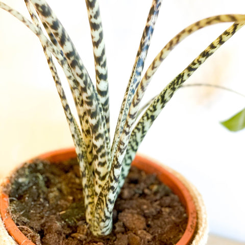 L Alocasia 'Zebrina' - Sprouts of Bristol