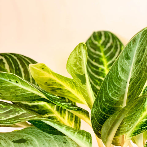 L Chinese Evergreen - Aglaonema ‘Key Lime' - Sprouts of Bristol
