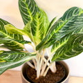 L Chinese Evergreen - Aglaonema ‘Key Lime' - Sprouts of Bristol