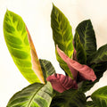L Jungle Velvet Calathea - Calathea warscewiczii - Sprouts of Bristol