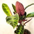 L Jungle Velvet Calathea - Calathea warscewiczii - Sprouts of Bristol