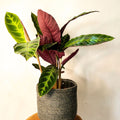 L Jungle Velvet Calathea - Calathea warscewiczii - Sprouts of Bristol