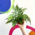 Lady Fern - Athyrium - Sprouts of Bristol