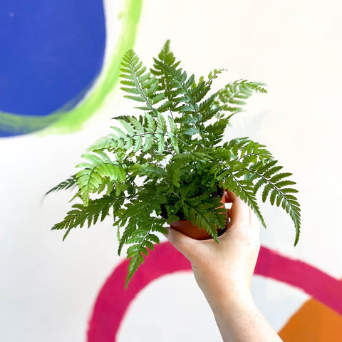 Lady Fern - Athyrium - Sprouts of Bristol