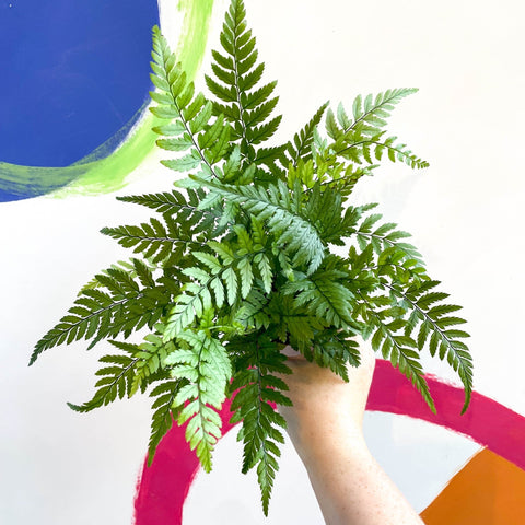 Lady Fern - Athyrium - Sprouts of Bristol