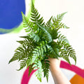 Lady Fern - Athyrium - Sprouts of Bristol