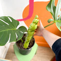 Large Form Cheese Plant - Monstera deliciosa - Sprouts of Bristol