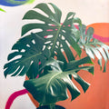Large Form Cheese Plant - Monstera deliciosa - Sprouts of Bristol