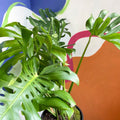 Large Form Cheese Plant - Monstera deliciosa - Sprouts of Bristol